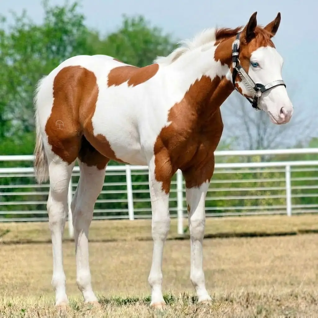 Paint Splash White Chestnut