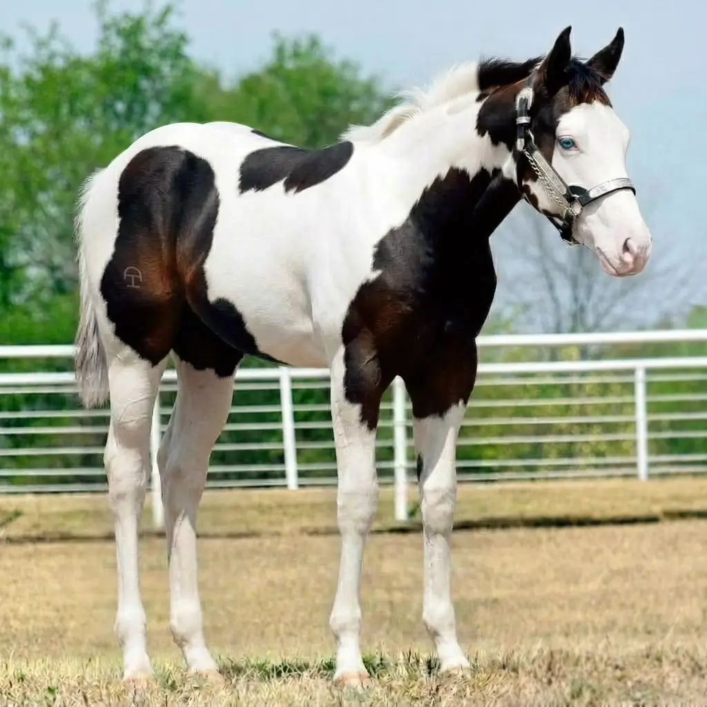 Paint Splash White Dark Brown