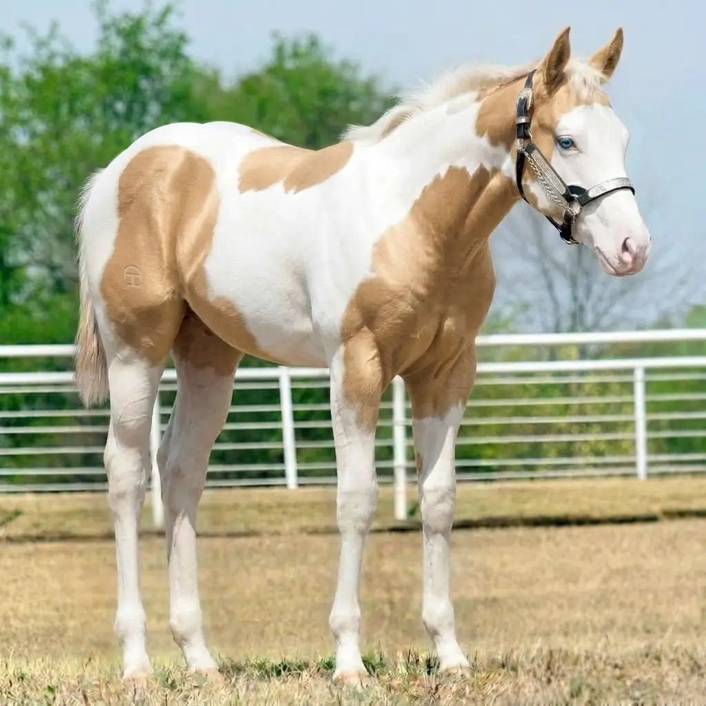 Paint Splash White Palomino