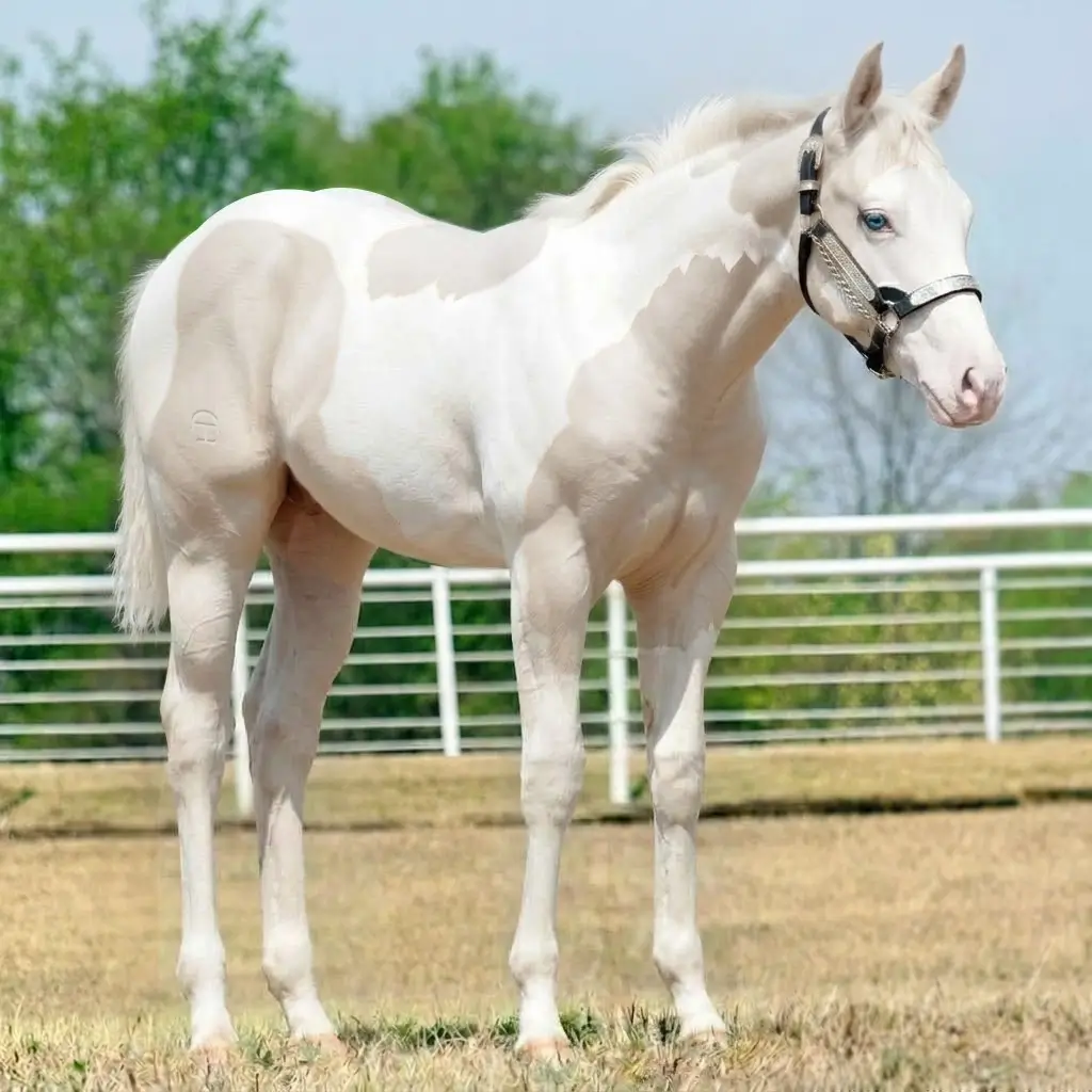 Paint Splash White Smoky Cream