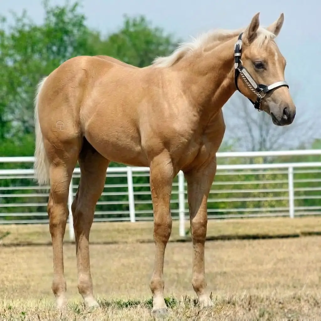 Palomino