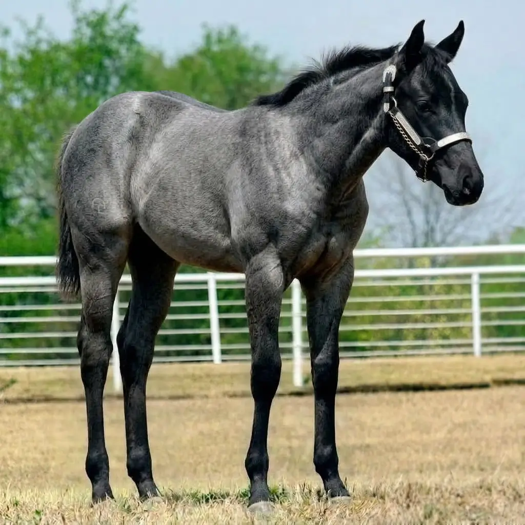 Roan Black