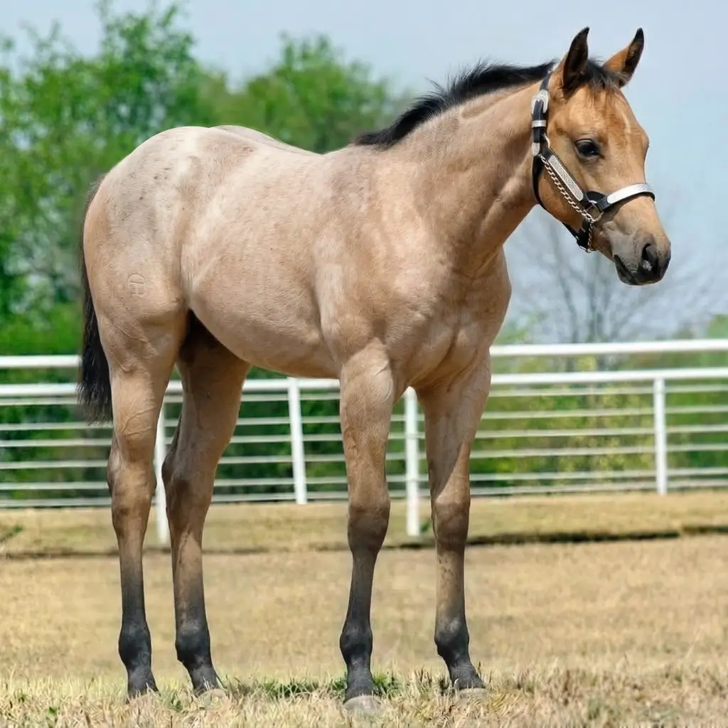 Roan Buckskin