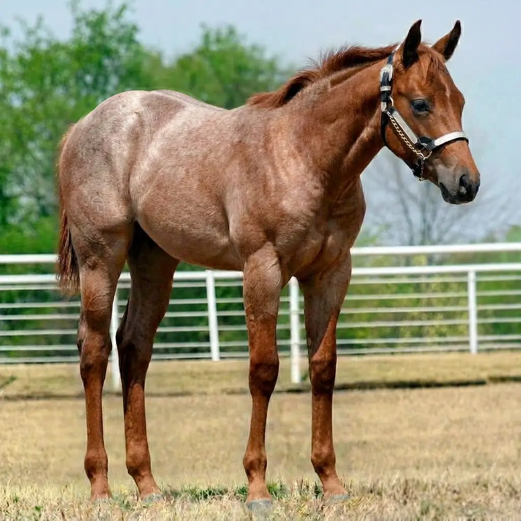 Roan Chestnut