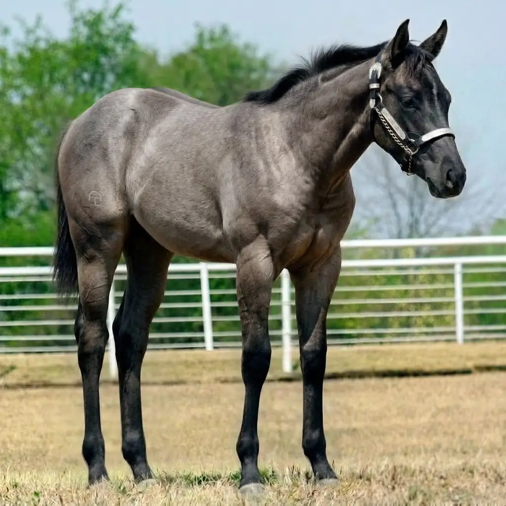 Roan Dun Black