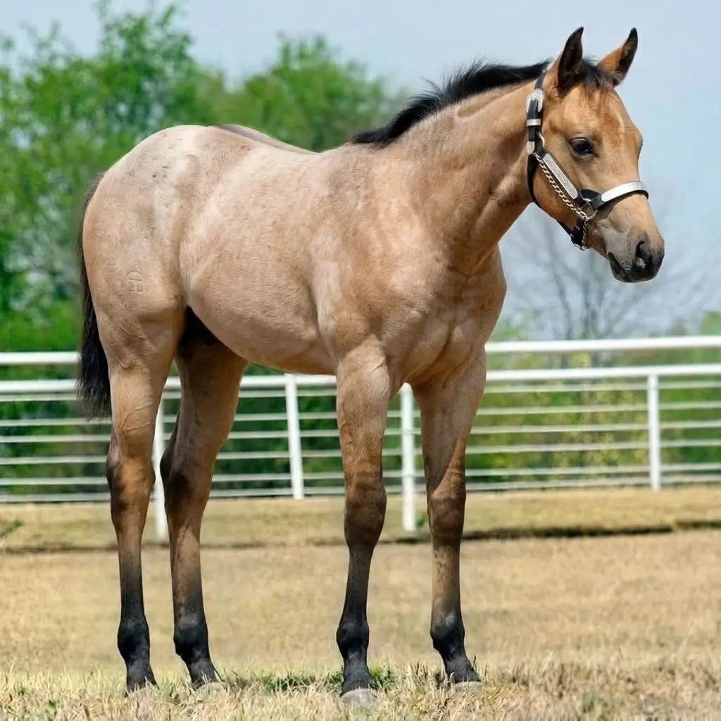 Roan Dun Buckskin