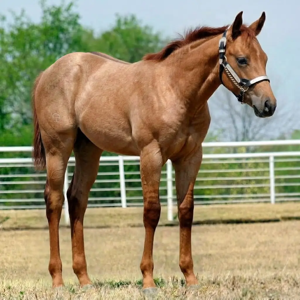 Roan Dun Chestnut