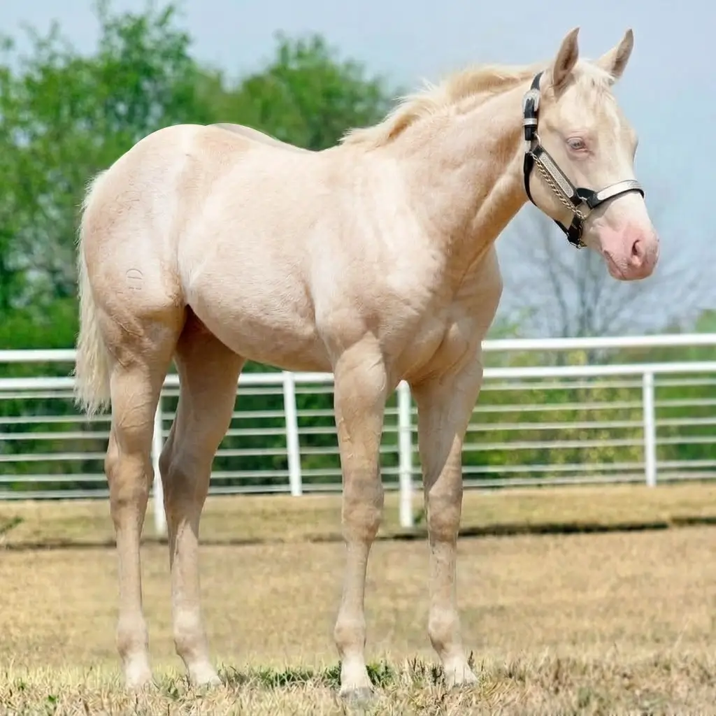Roan Dun Cremello