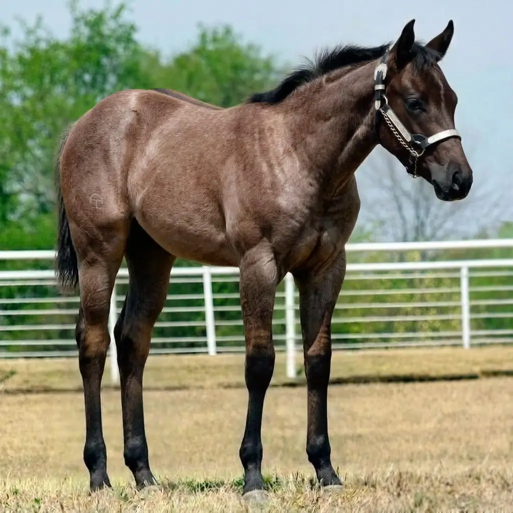 Roan Dun Dark Brown