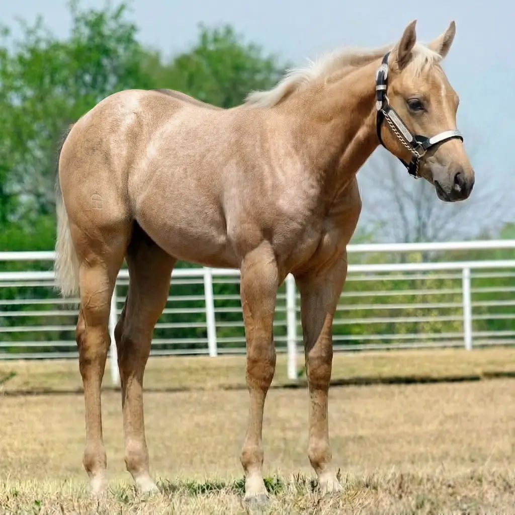Roan Dun Palomino