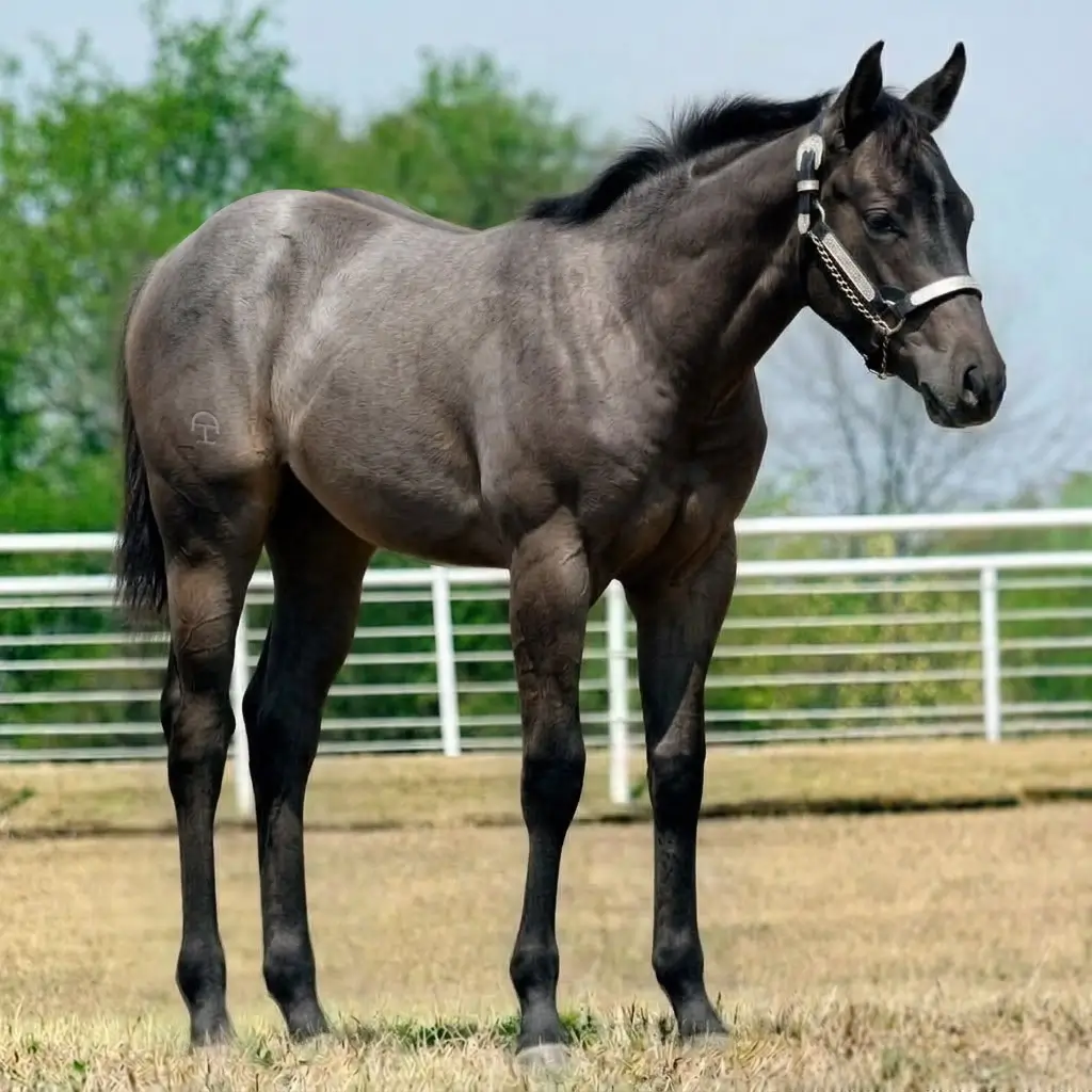Roan Dun Smoky Black