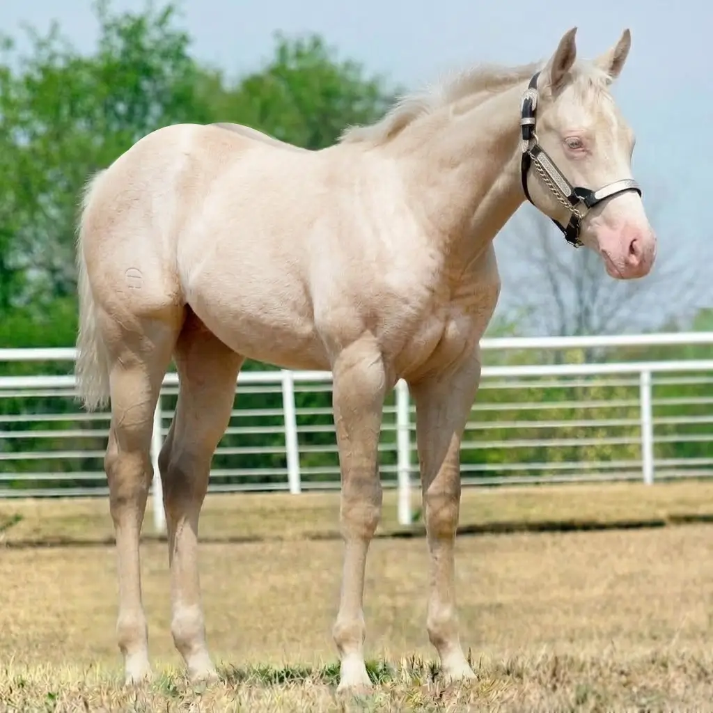 Roan Dun Smoky Cream
