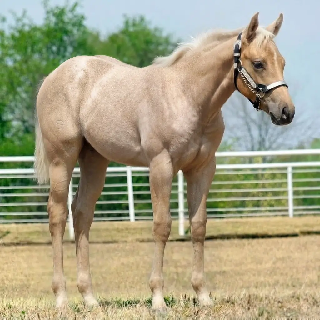 Roan Palomino