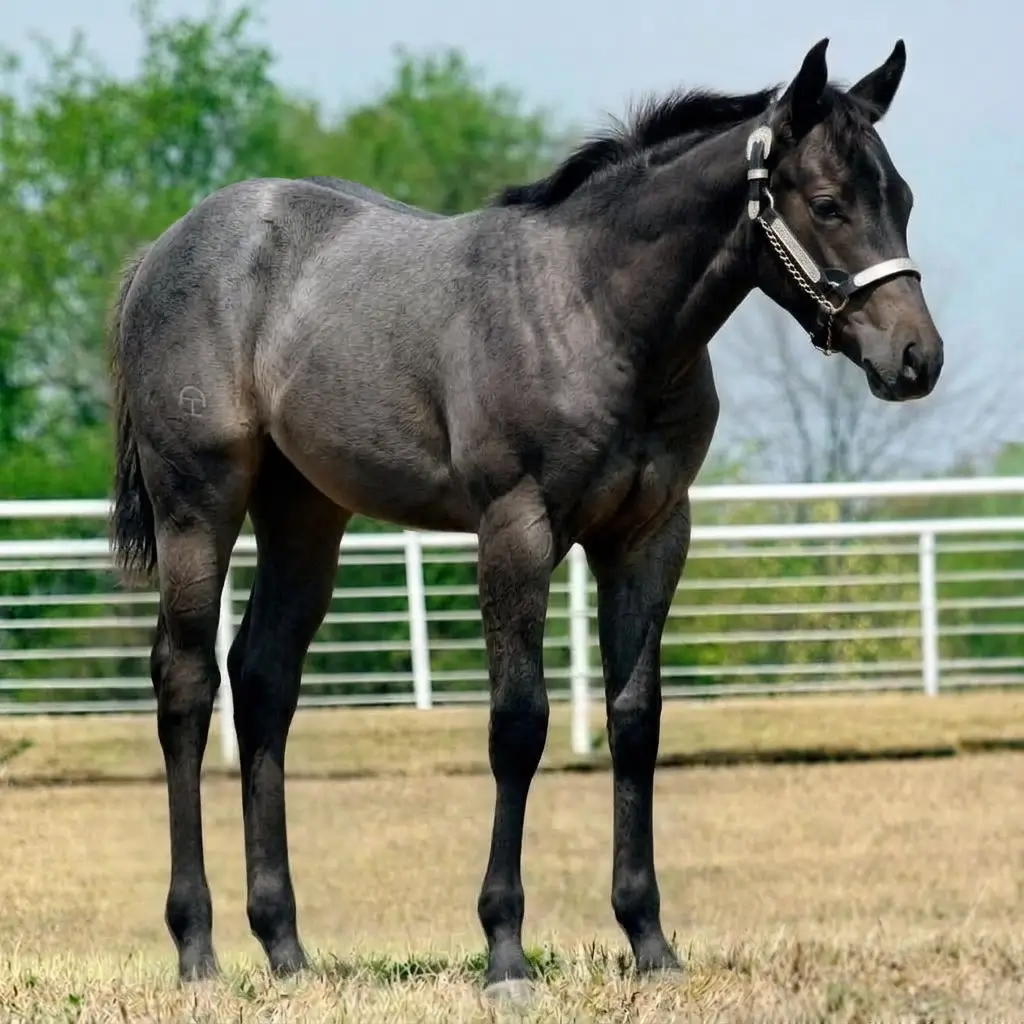 Roan Smoky Black