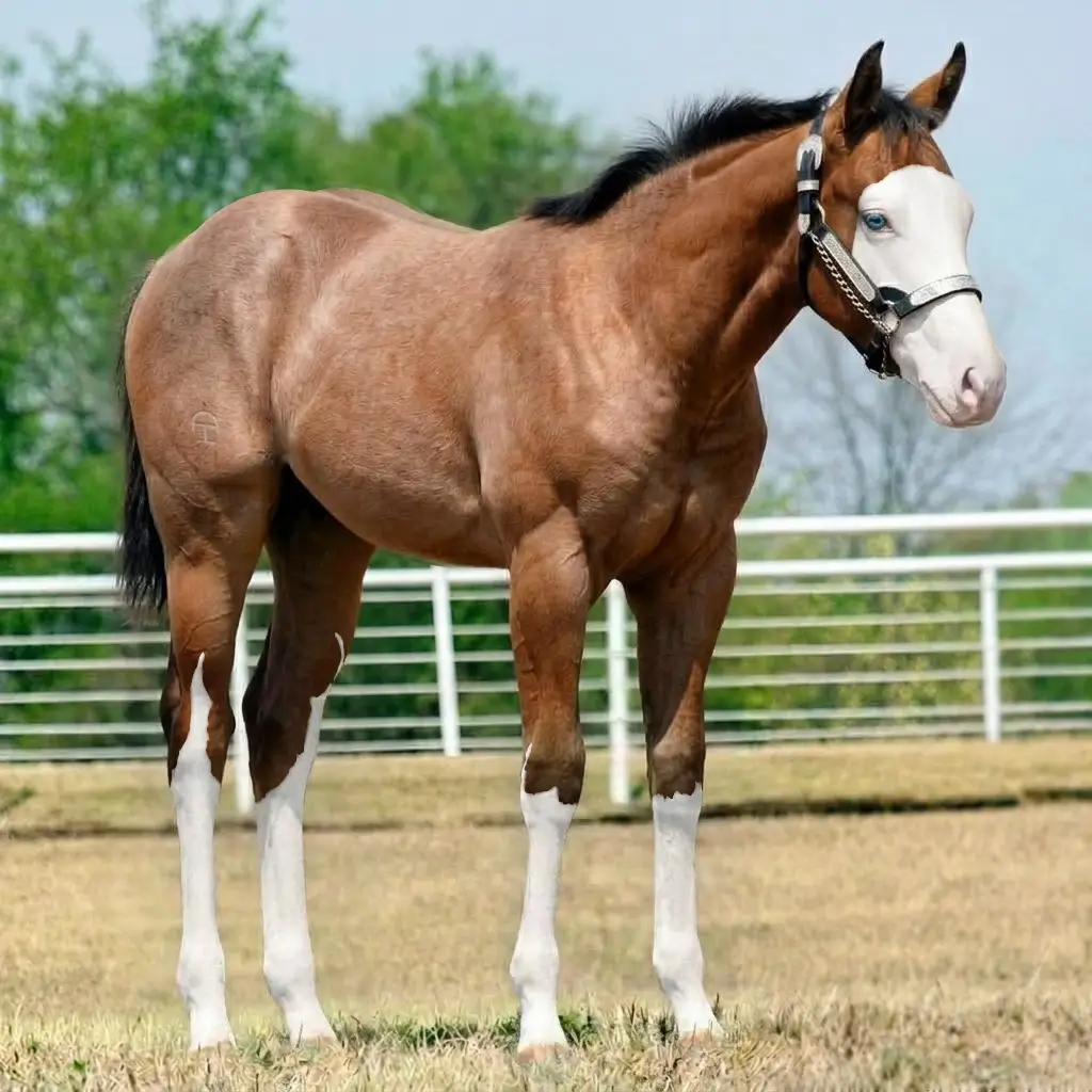 Roan Splash White Bay