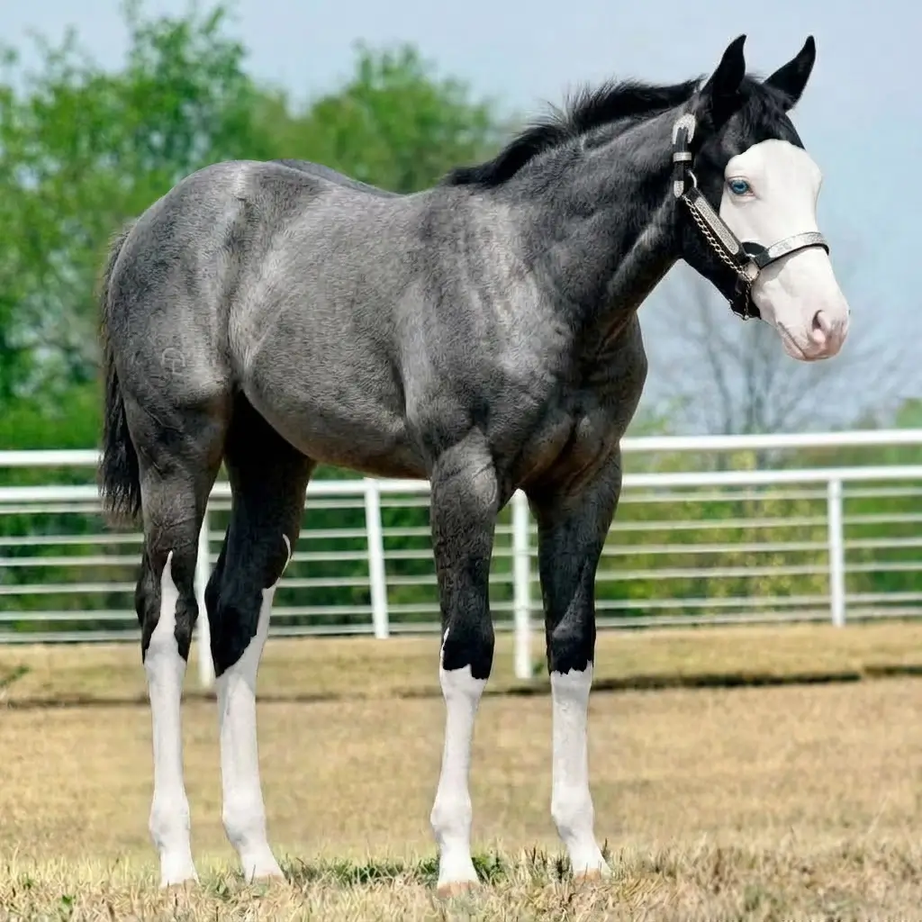 Roan Splash White Black