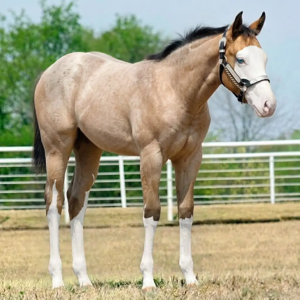 Roan Splash White Buckskin