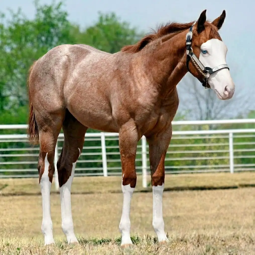 Roan Splash White Chestnut