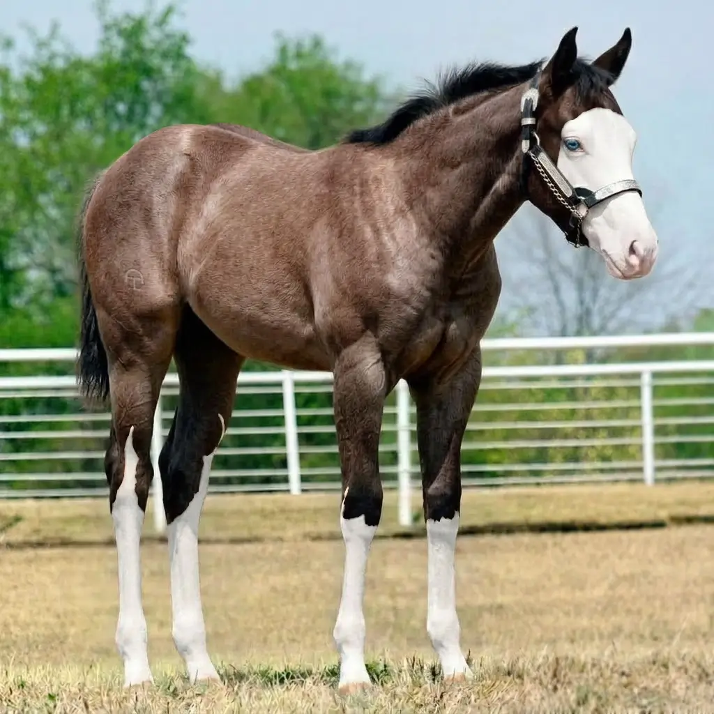 Roan Splash White Dark Brown