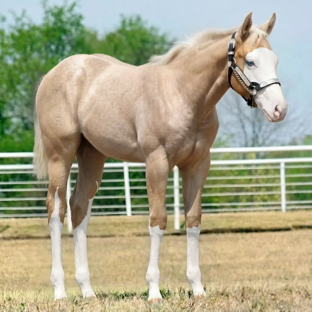 Roan Splash White Palomino