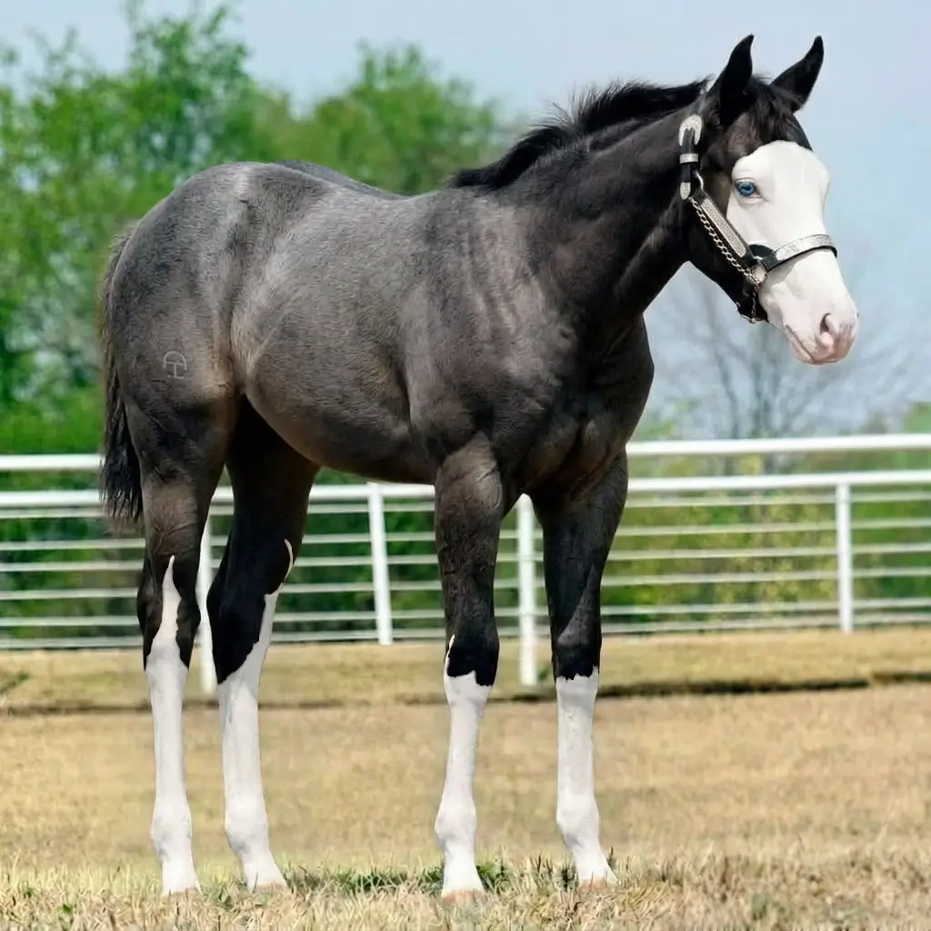 Roan Splash White Smoky Black