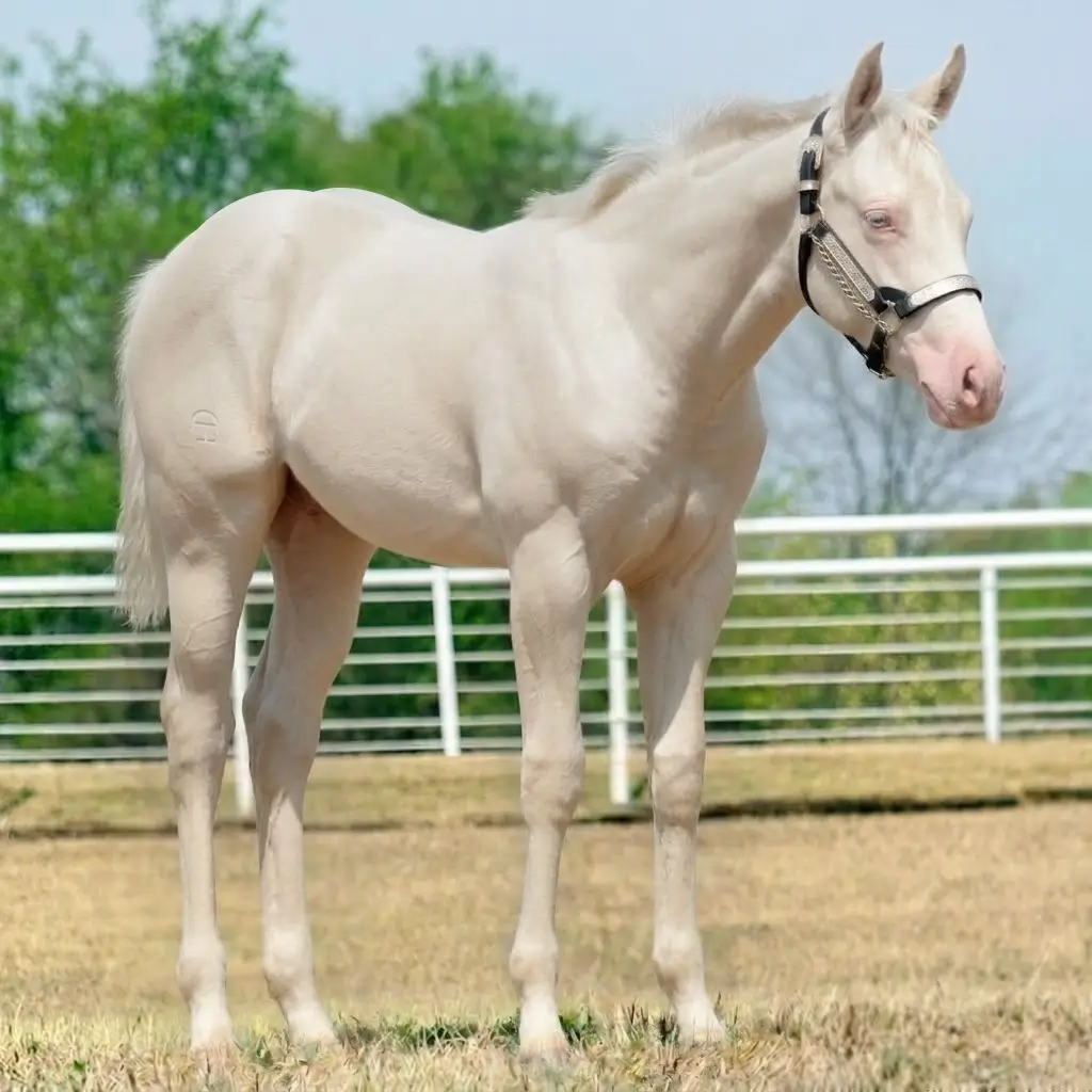 Smoky Cream