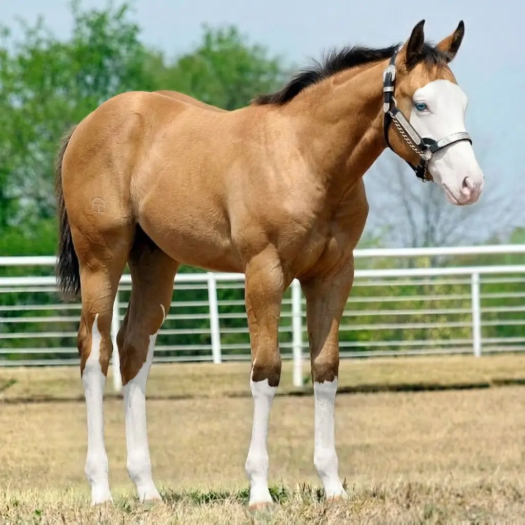 Splash White Buckskin