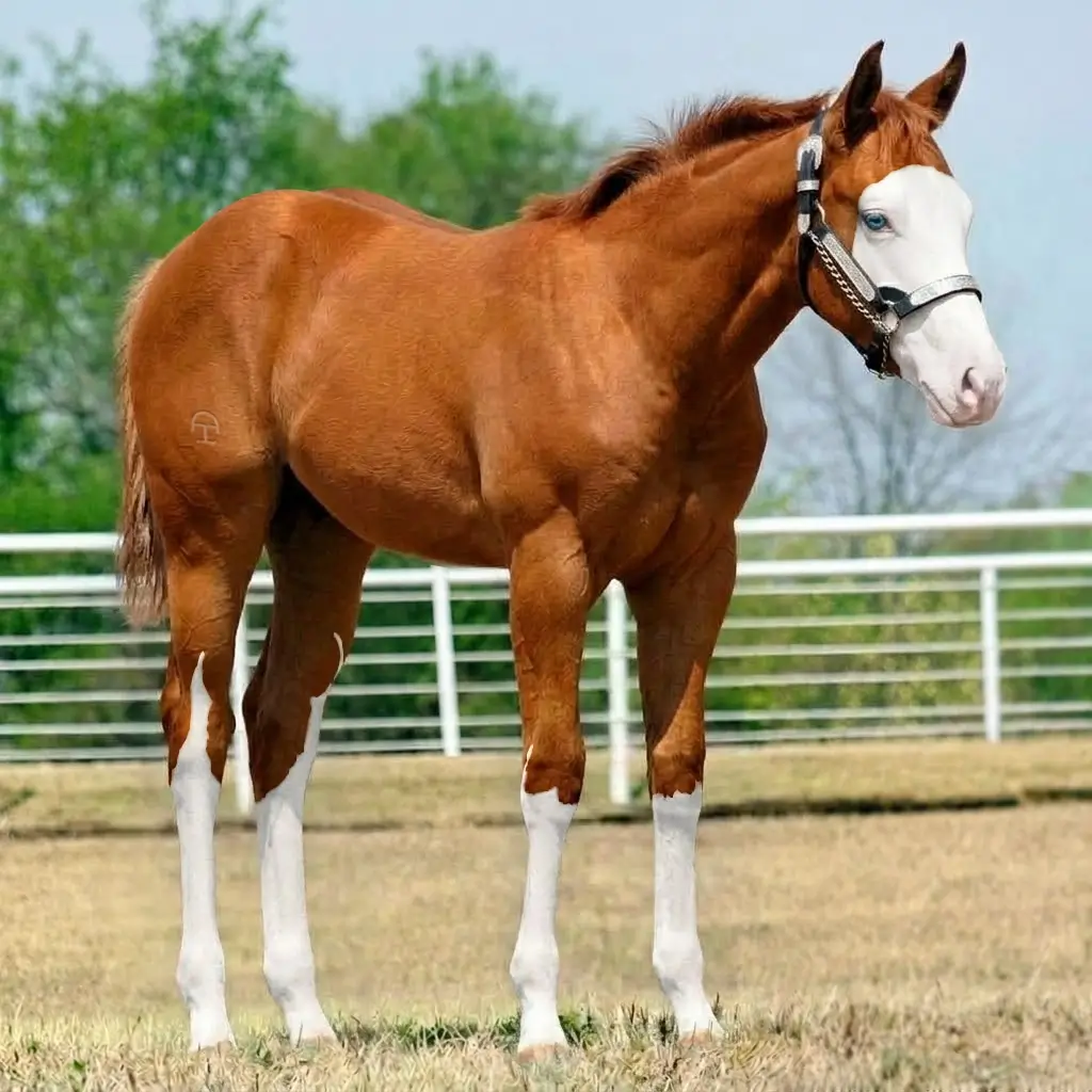 Splash White Chestnut