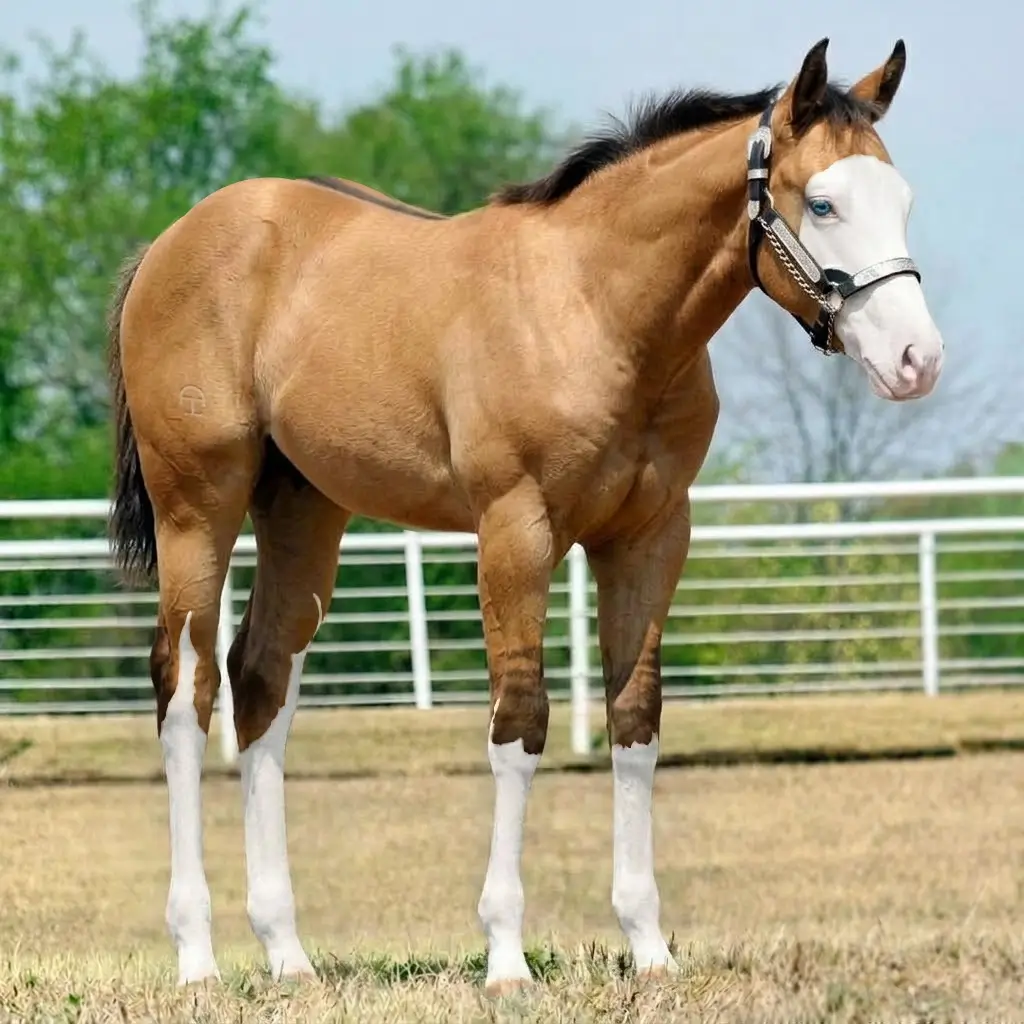 Splash White Dun Buckskin