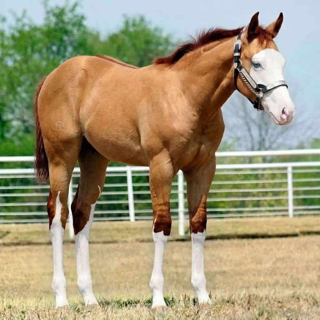 Splash White Dun Chestnut