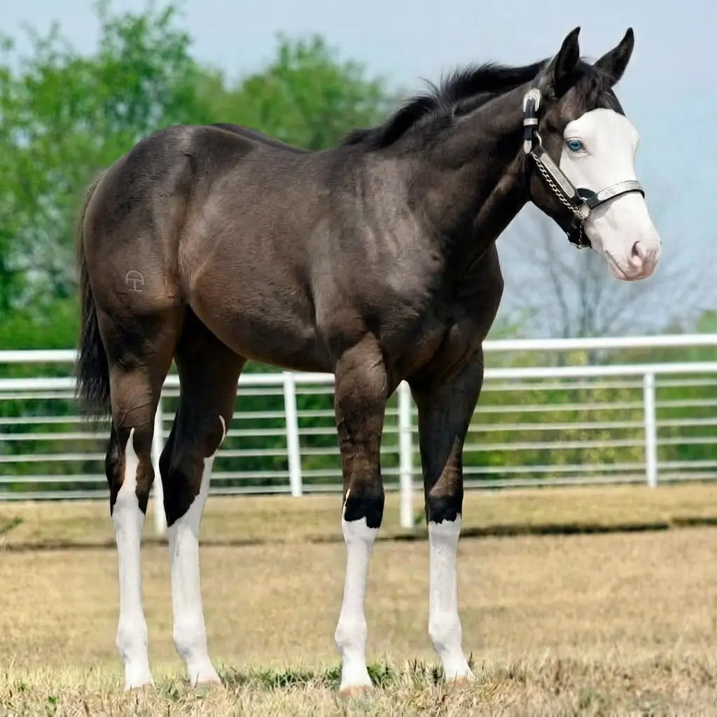 Splash White Dun Dark Brown