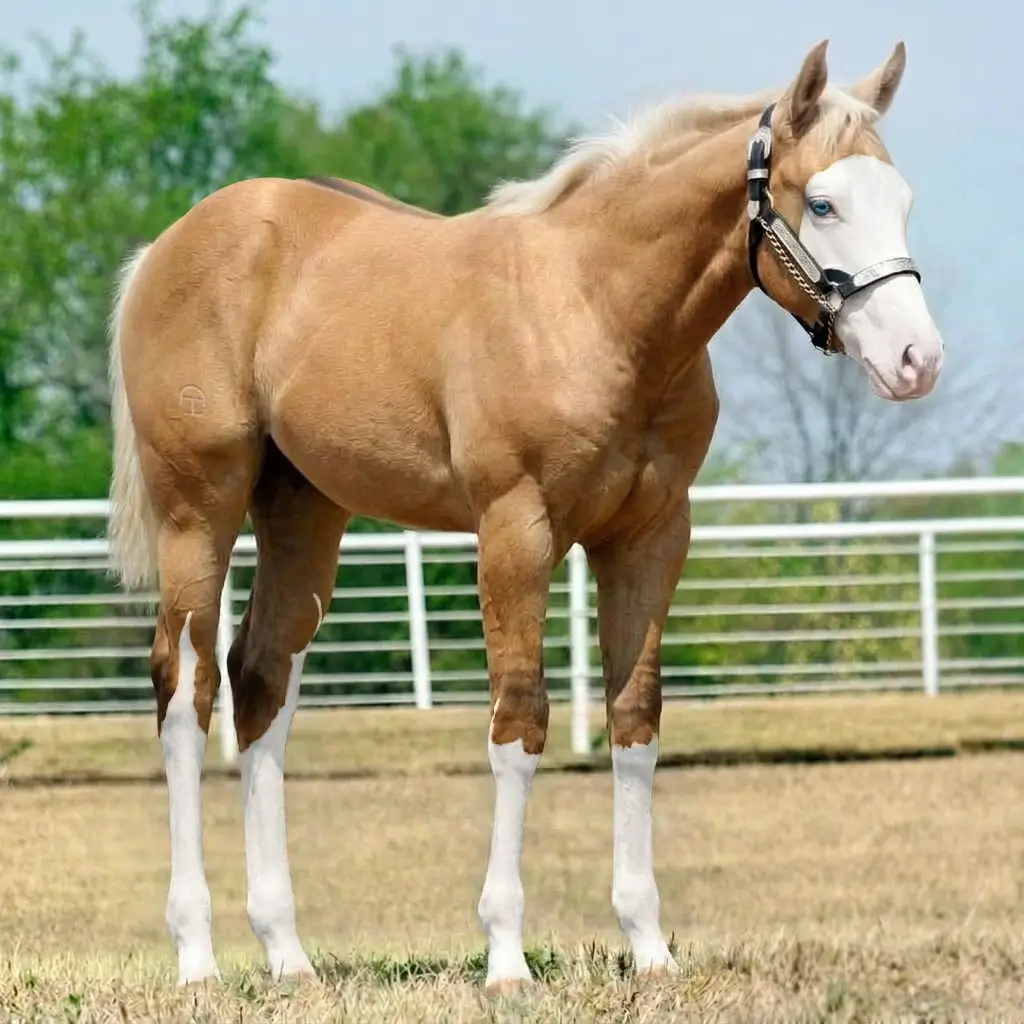 Splash White Dun Palomino