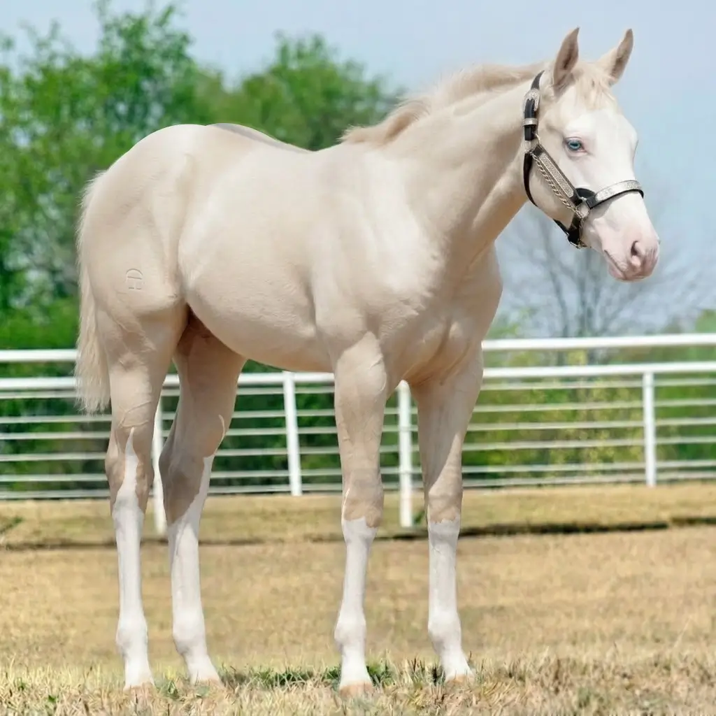 Splash White Dun Smoky Cream