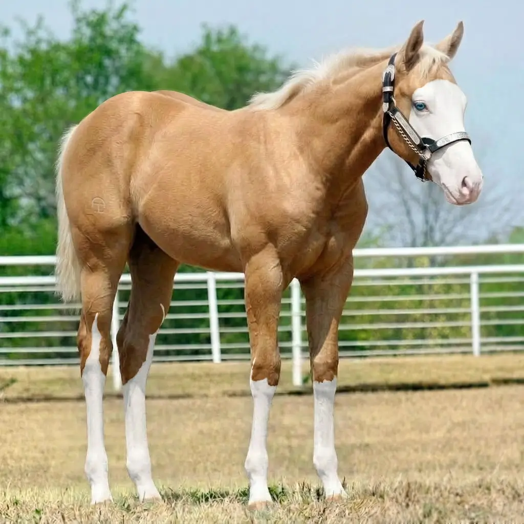 Splash White Palomino