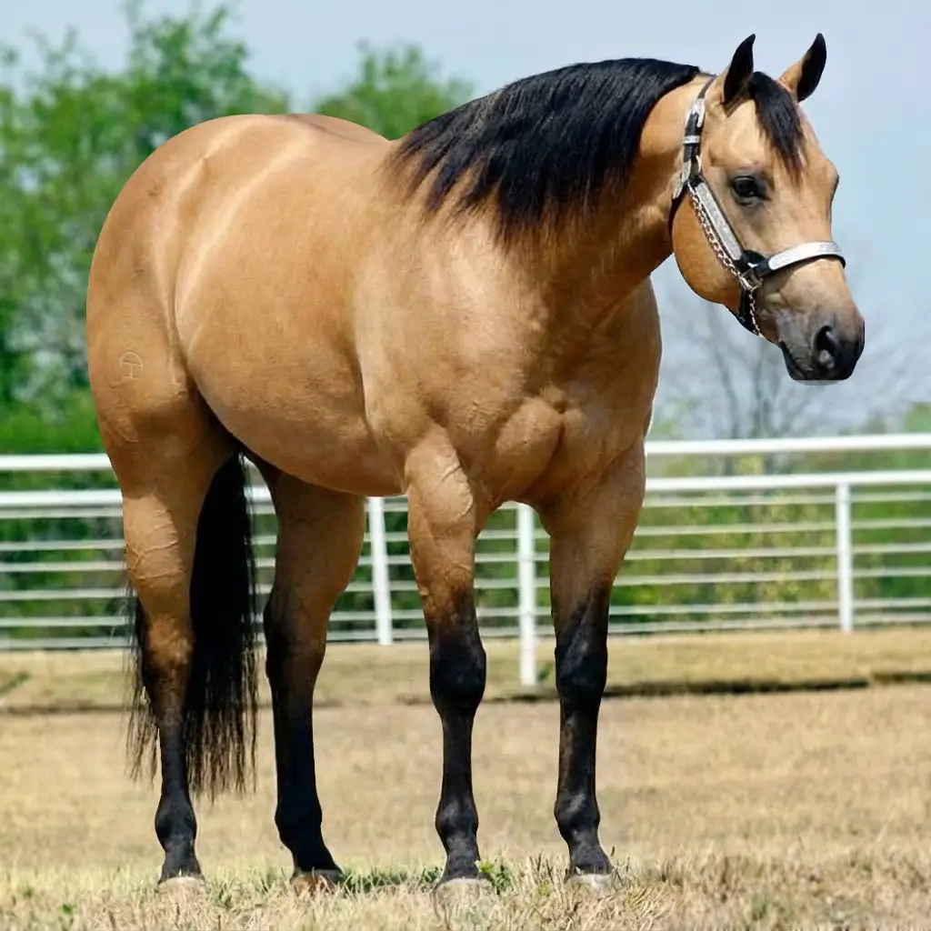 Buckskin