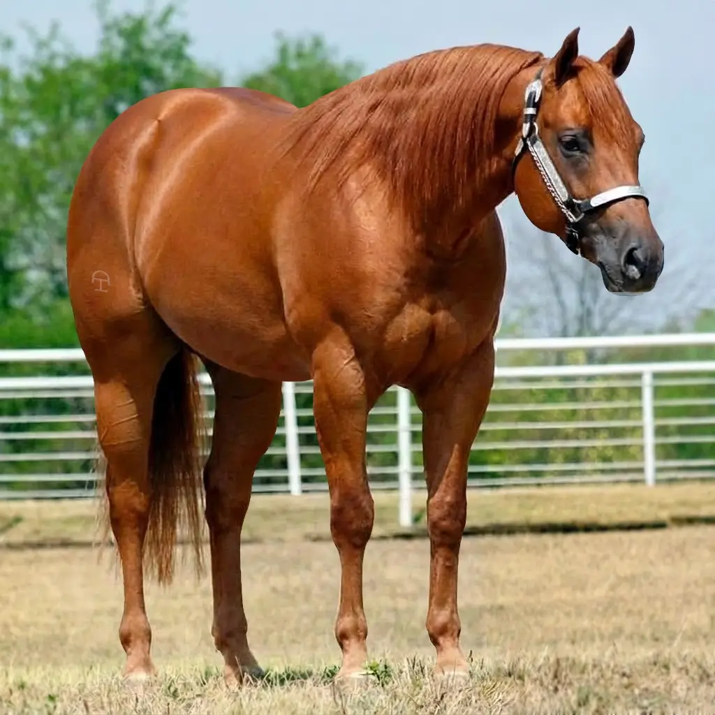 Chestnut