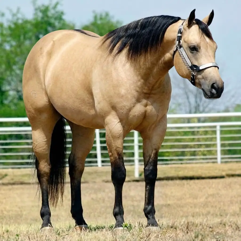 Dun Buckskin