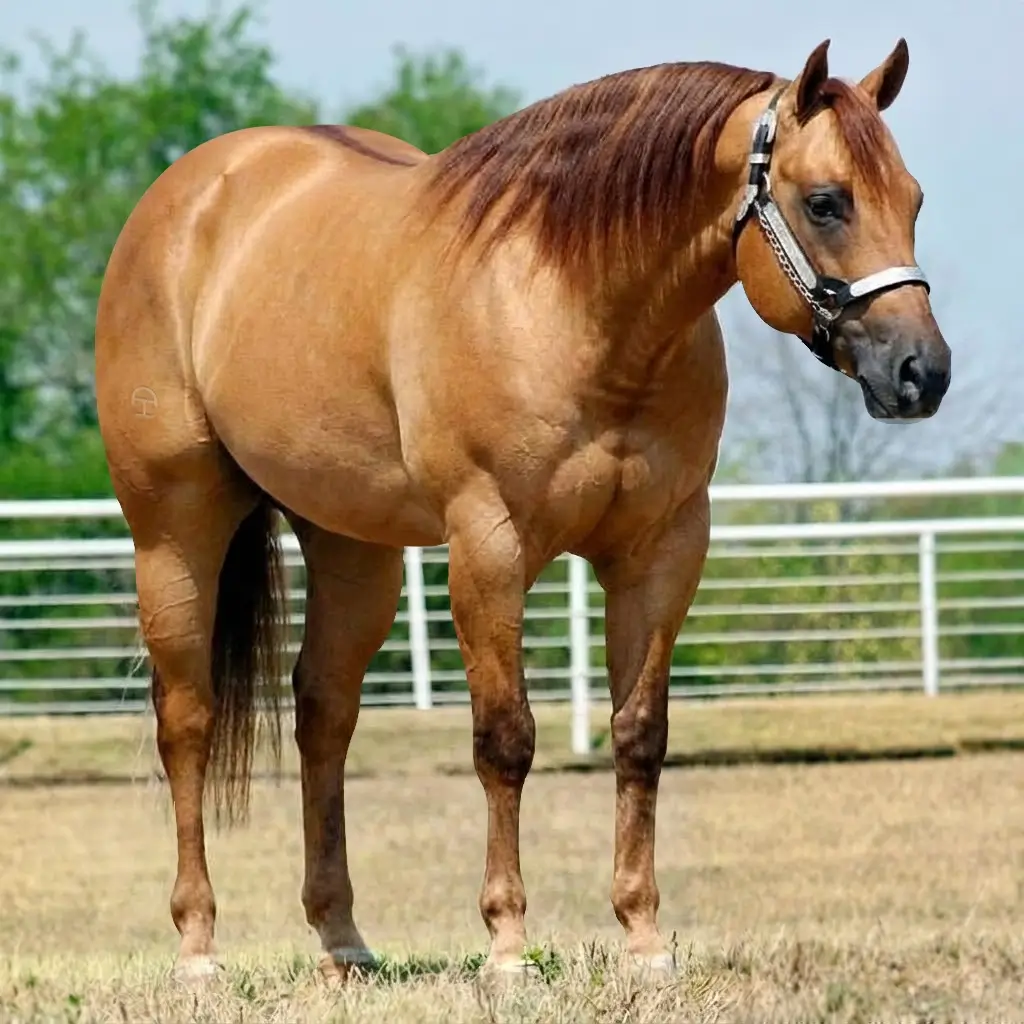 Dun Chestnut