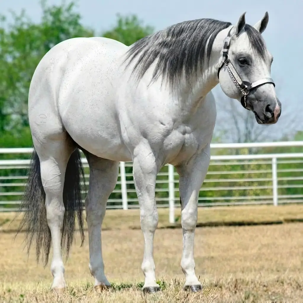Gray Roan Black