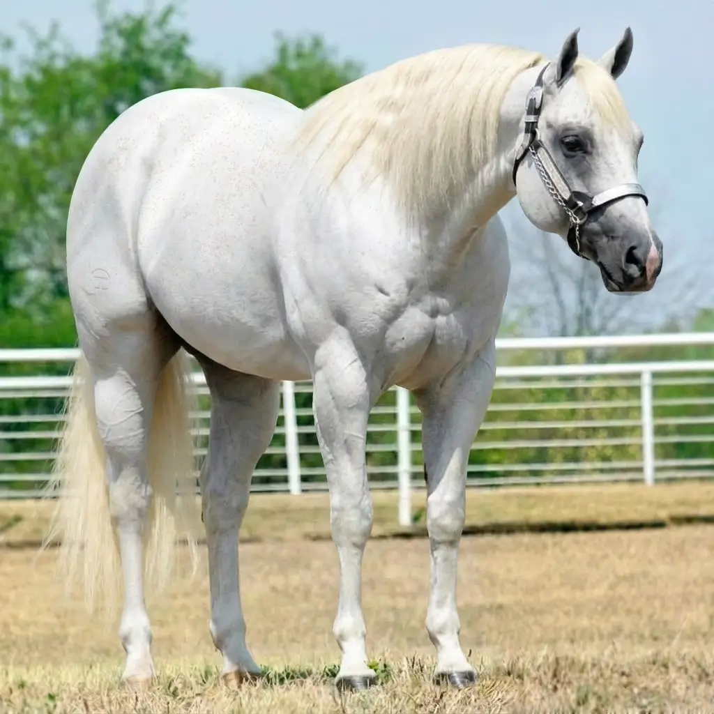 Gray Roan Palomino