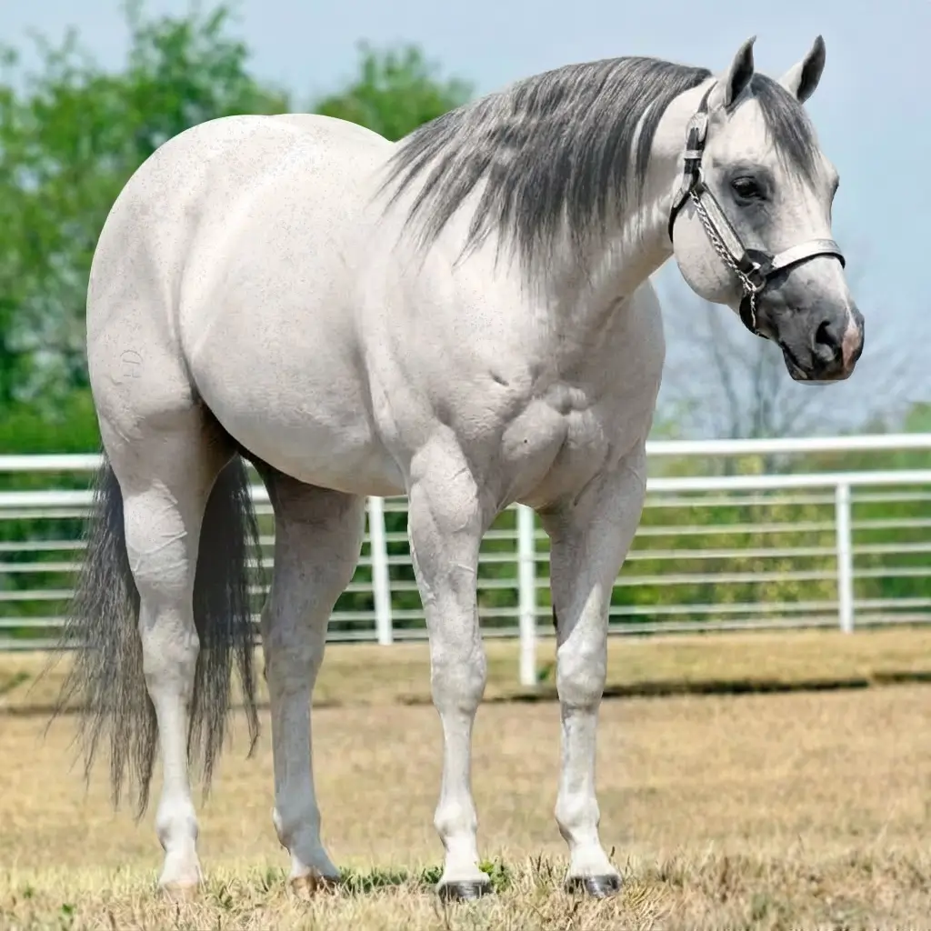 Gray Roan Smoky Black