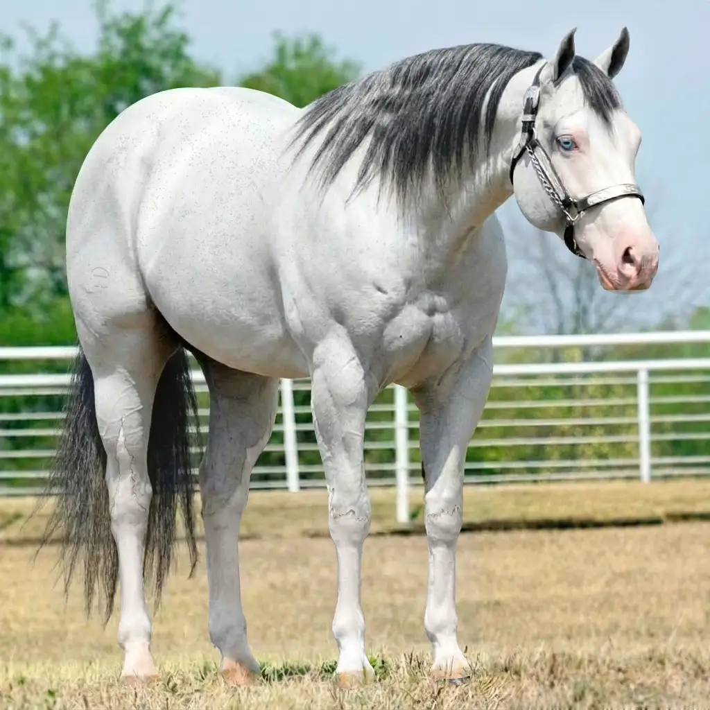 Gray Splash White Black
