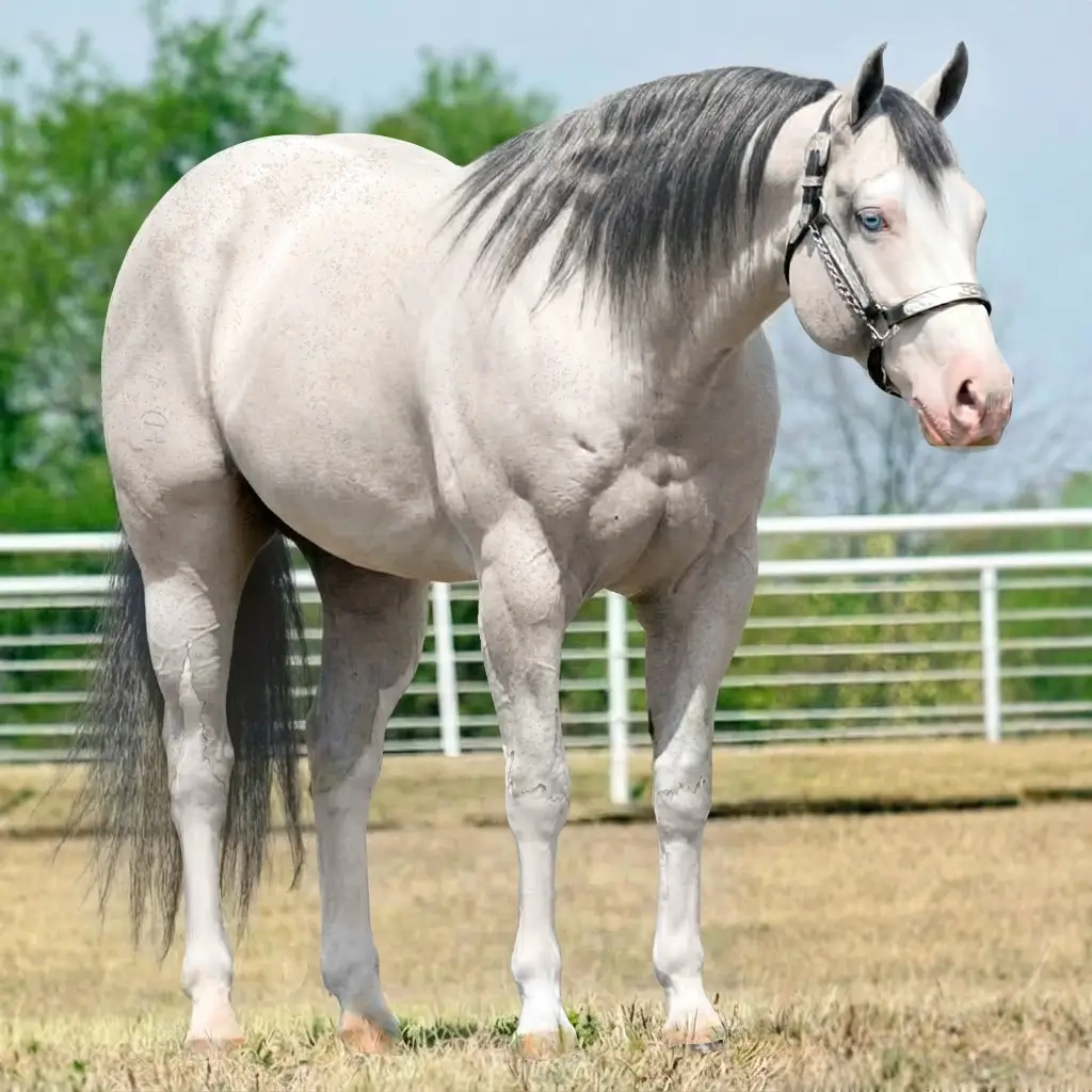 Gray Splash White Buckskin