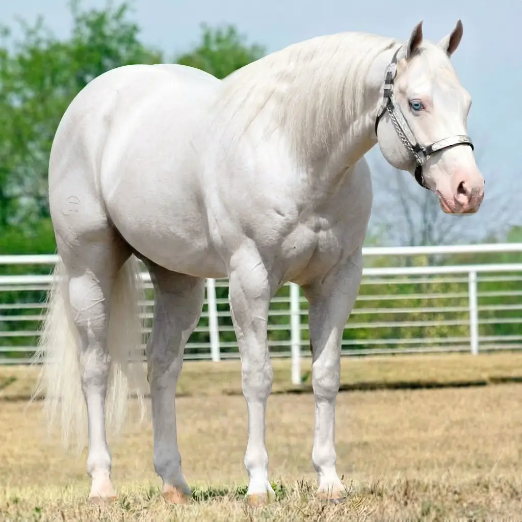 Gray Splash White Cremello