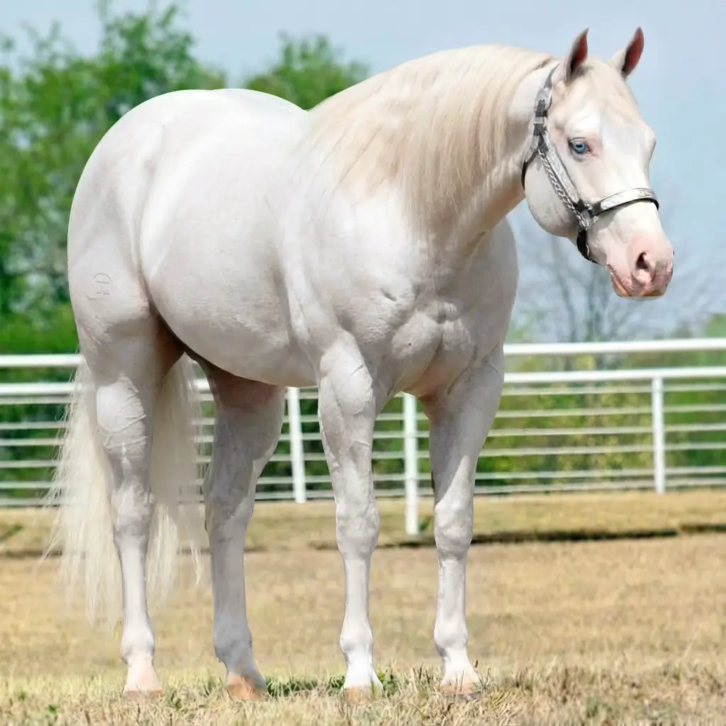 Gray Splash White Perlino