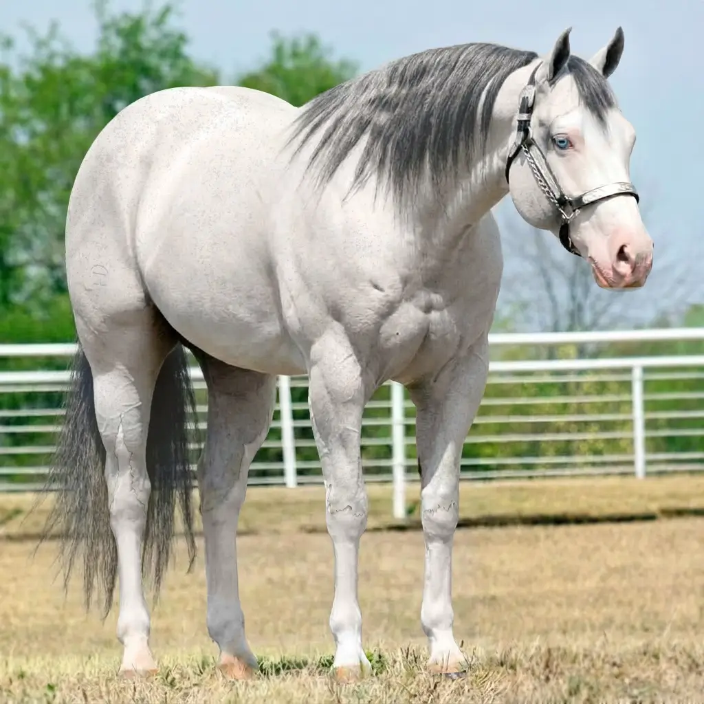 Gray Splash White Smoky Black