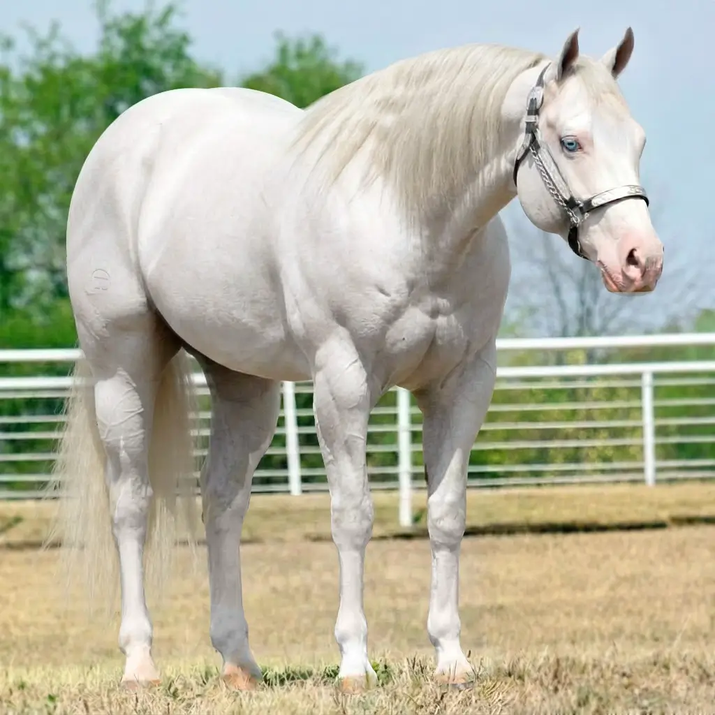 Gray Splash White Smoky Cream