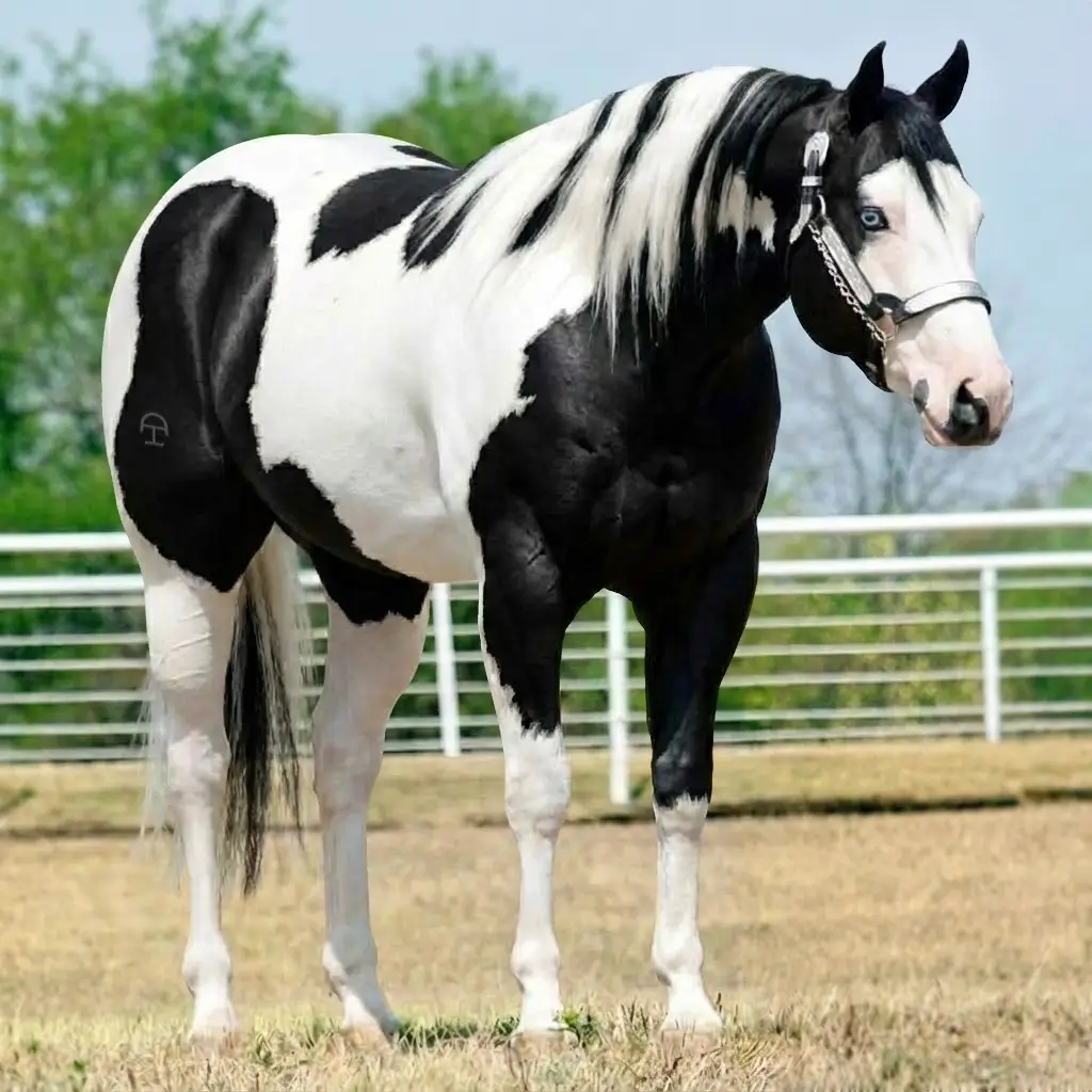 Paint Black