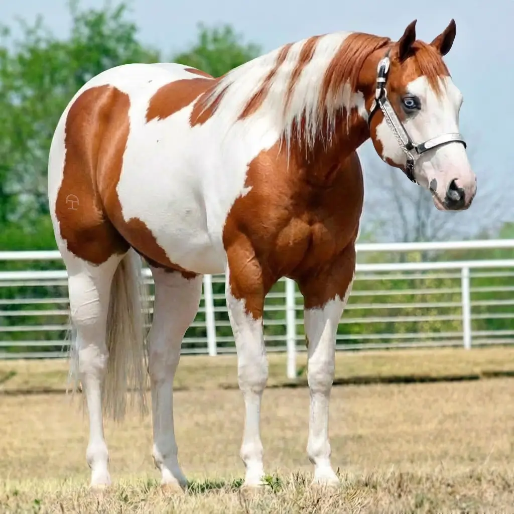 Paint Chestnut