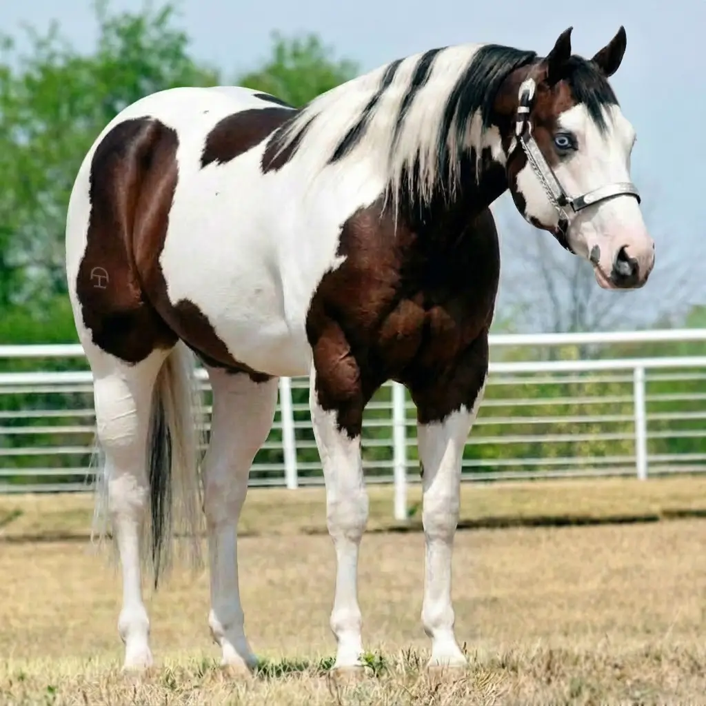 Paint Dark Brown